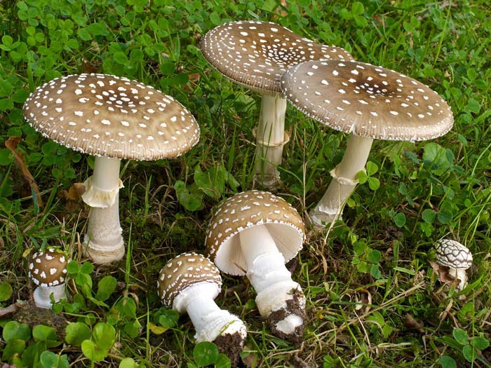 Why Mushroom Aren’t Fungi Animals